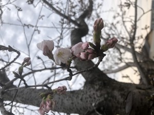 さｋるあ